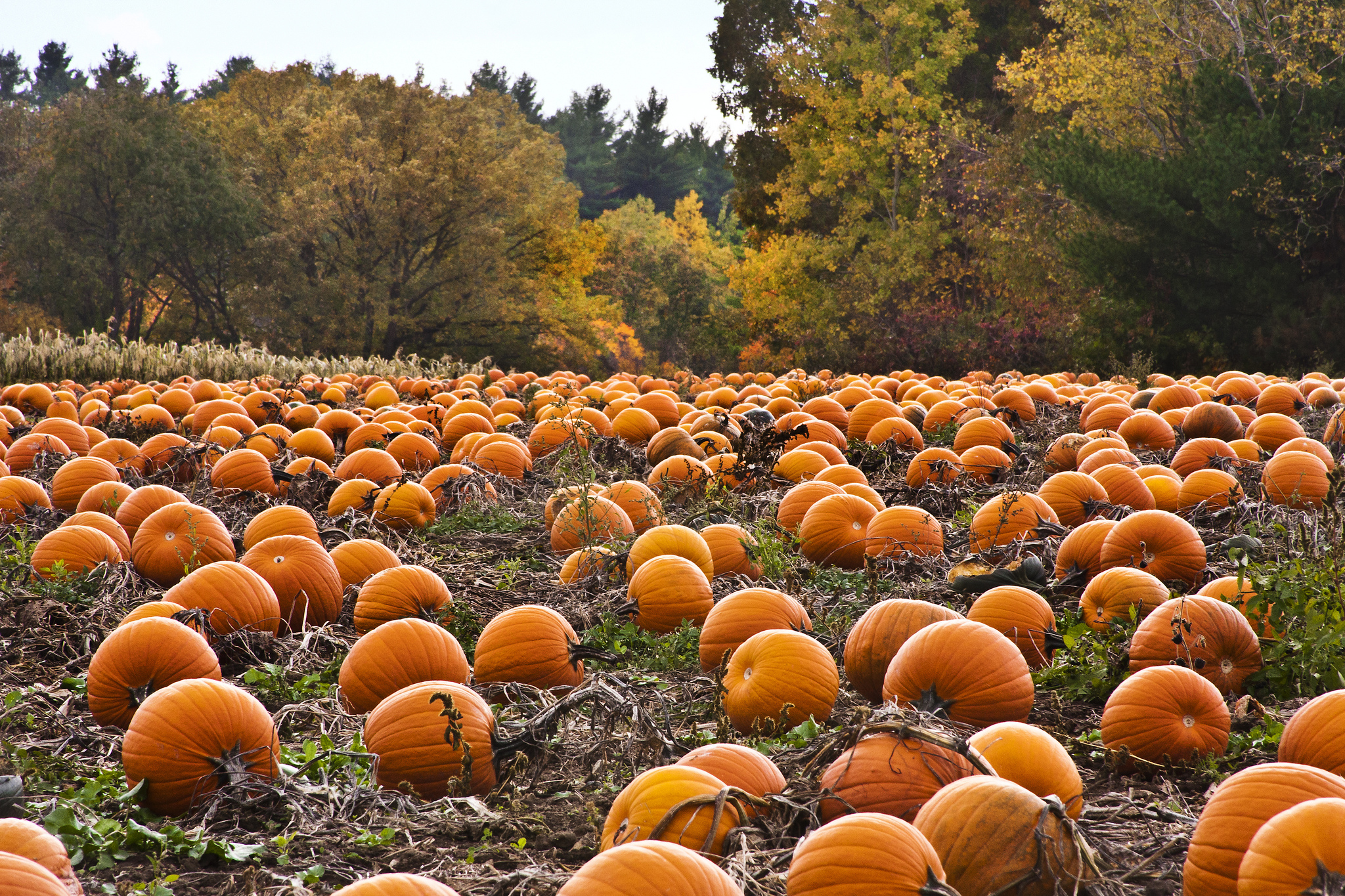 Lawrence pumpkin patch